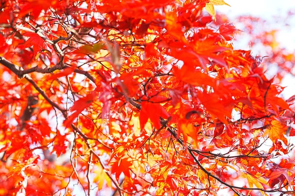 Parkta Renkli Yaprakları Olan Sonbahar Manzarası — Stok fotoğraf