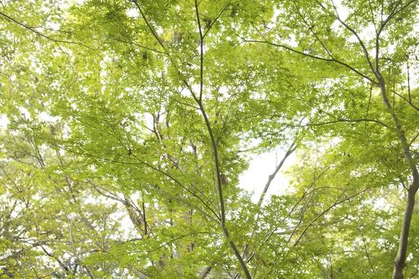 自然を背景にした庭の緑の葉 — ストック写真