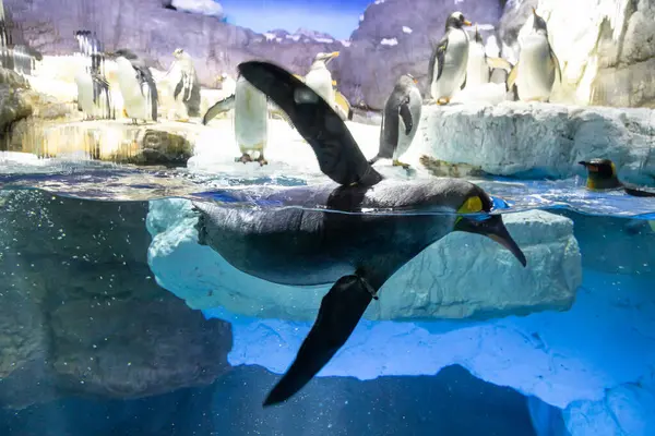 Tučňák Vodě — Stock fotografie