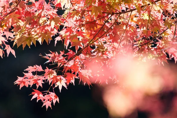 Röd Höst Lönn Löv Solljus Höst Säsong Flora — Stockfoto