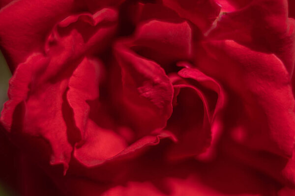 Close-up view of beautiful rose flower, selective focus