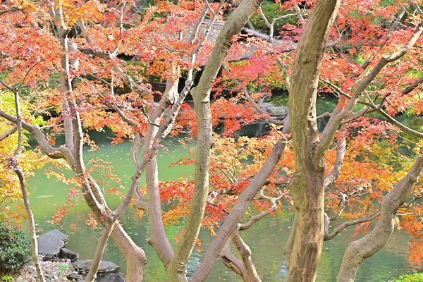 red maple trees and pond in autumn park