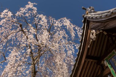 Japonya 'da güzel kiraz çiçekleri