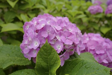 Bahçedeki menekşe güzel çiçekler