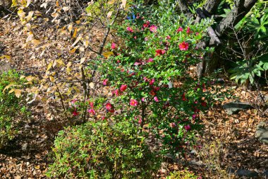 Japon parkında gündüz vakti yeşil ağaçlar ve bitkiler
