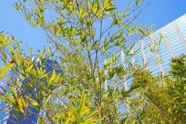 Ağaçların yeşil yaprakları mavi gökyüzüne ve şehir binalarına karşı