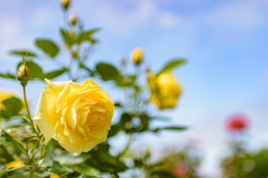 Mavi arkaplanda sarı gül çiçeğine yakın dur.