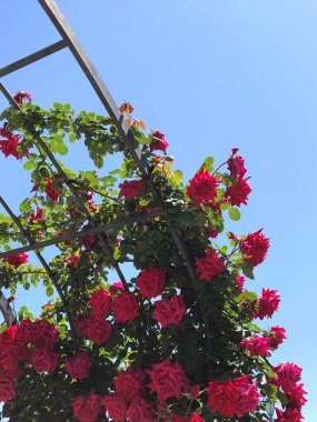 Bahçedeki güzel çiçekler 