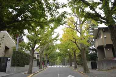 Japonya 'da yeşil ağaçlı sessiz bir yerleşim yeri.