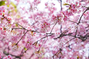 Dallarında pembe çiçekler açan güzel bir ağaç.