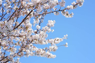 İlkbaharda açan ağaçların çiçeklerini kapat.