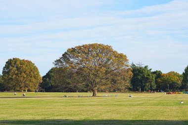 Güzel sonbahar manzarası, çimlerin üzerinde büyük ağaçlar.