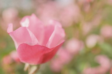 Bahçedeki pembe gül