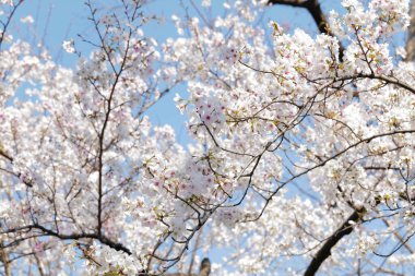 Japonya 'da güzel kiraz çiçekleri