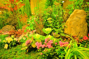 Bahçede güzel sonbahar çiçekleri