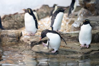 Hayvanat bahçesindeki penguenler