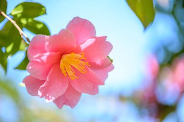 Bahçedeki güzel pembe amber çiçeği