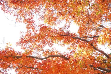 Ormanda sonbahar yaprakları