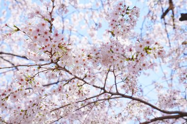 Japonya 'da kiraz çiçeği.