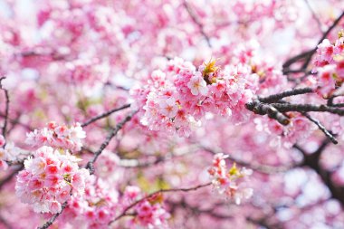 Dallarında pembe çiçekler açan güzel bir ağaç.