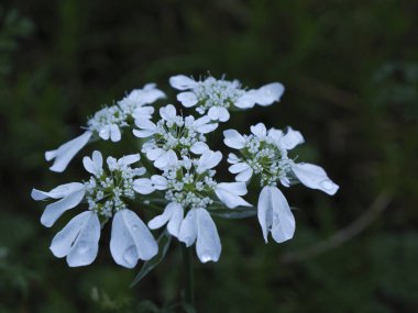 Bahçedeki beyaz çiçekleri kapat.