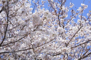 İlkbaharda açan ağaçların çiçeklerini kapat.