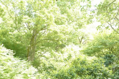 Gökyüzü arka planında yeşil ağaç dalları 
