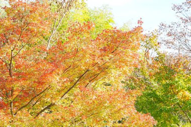 Sonbahar yaprakları, sonbahar bitkileri