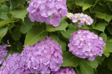 Bahçedeki menekşe güzel çiçekler