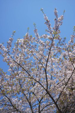 Bahar çiçekleri Bahçede çiçek açan kiraz ağacı.