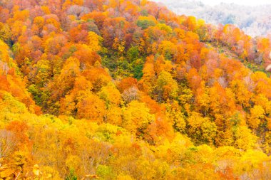 Japonya 'da renkli ağaçlarla dolu sonbahar manzarası
