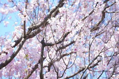 Japonya'da kiraz çiçeği çiçekleri