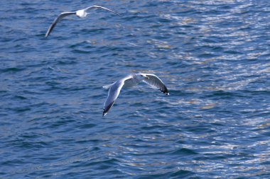 Deniz suyunun üzerinde uçan martıların güzel manzarası