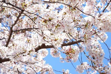 İlkbaharda açan ağaçların çiçeklerini kapat.