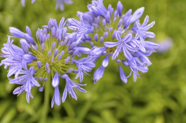 Yeşil arka planda çiçekler