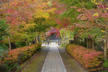 Parktaki sonbahar ağaçlarının manzarası
