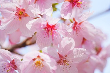 Kiraz çiçekleri, bahar çiçekleri.