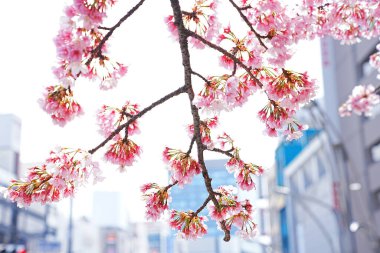 Japonya 'da kiraz çiçeği.