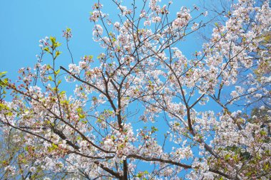Bahar çiçekleri Bahçede çiçek açan kiraz ağacı.