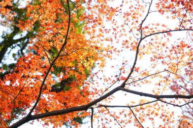 Güzel renkli sonbahar yaprakları 