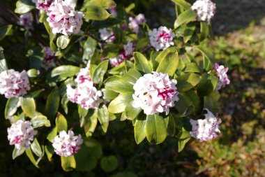 Japon ilkbaharında kış daphne (Daphne odora)
