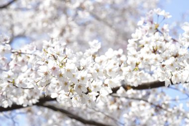 güzel kiraz ağacının baharda çiçek açan.