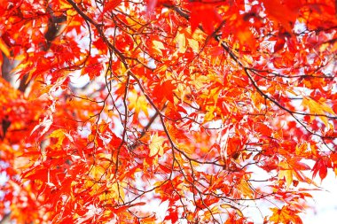 Japonya'da sonbahar yaprakları