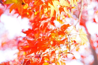 Sonbahar yaprakları, sonbahar bitkileri