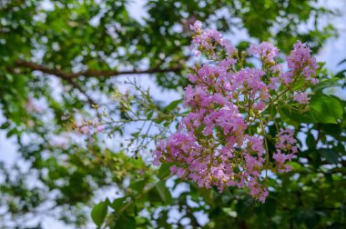 Bahçede çiçek açan güzel çiçekler