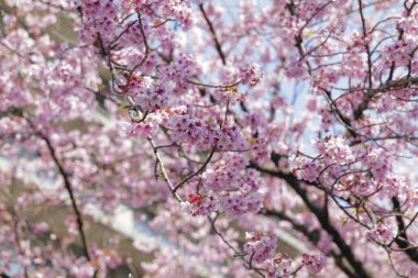 Bahçedeki güzel pembe sakura çiçekleri