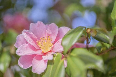 Bahçedeki pembe çiçek