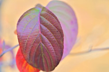 Renkli sonbahar yapraklarını kapat