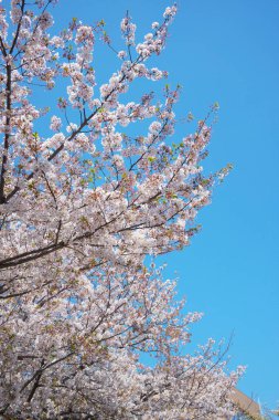 Bahar çiçekleri Bahçede çiçek açan kiraz ağacı.