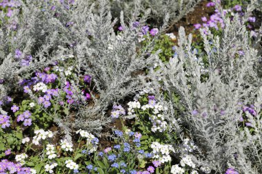 Bahçedeki renkli çiçekler. 